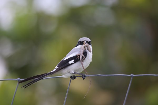 A picture of a loggerhead shrike holding a small lizard in its beak