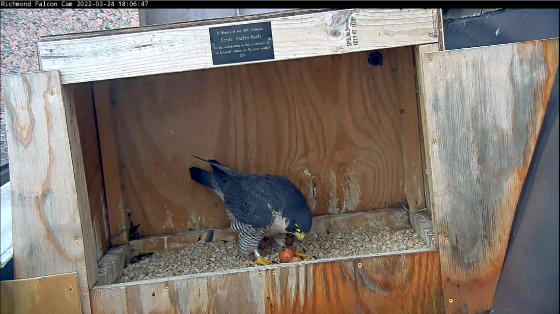 A female peregrine falcon and two eggs in a nesting box