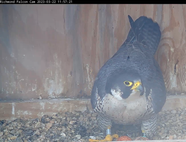 An image of the female peregrine falcon and her two eggs
