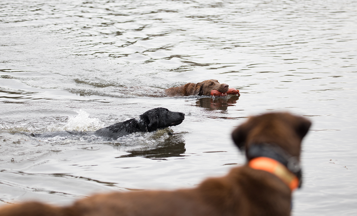 The dogs playing in the water with their toys together