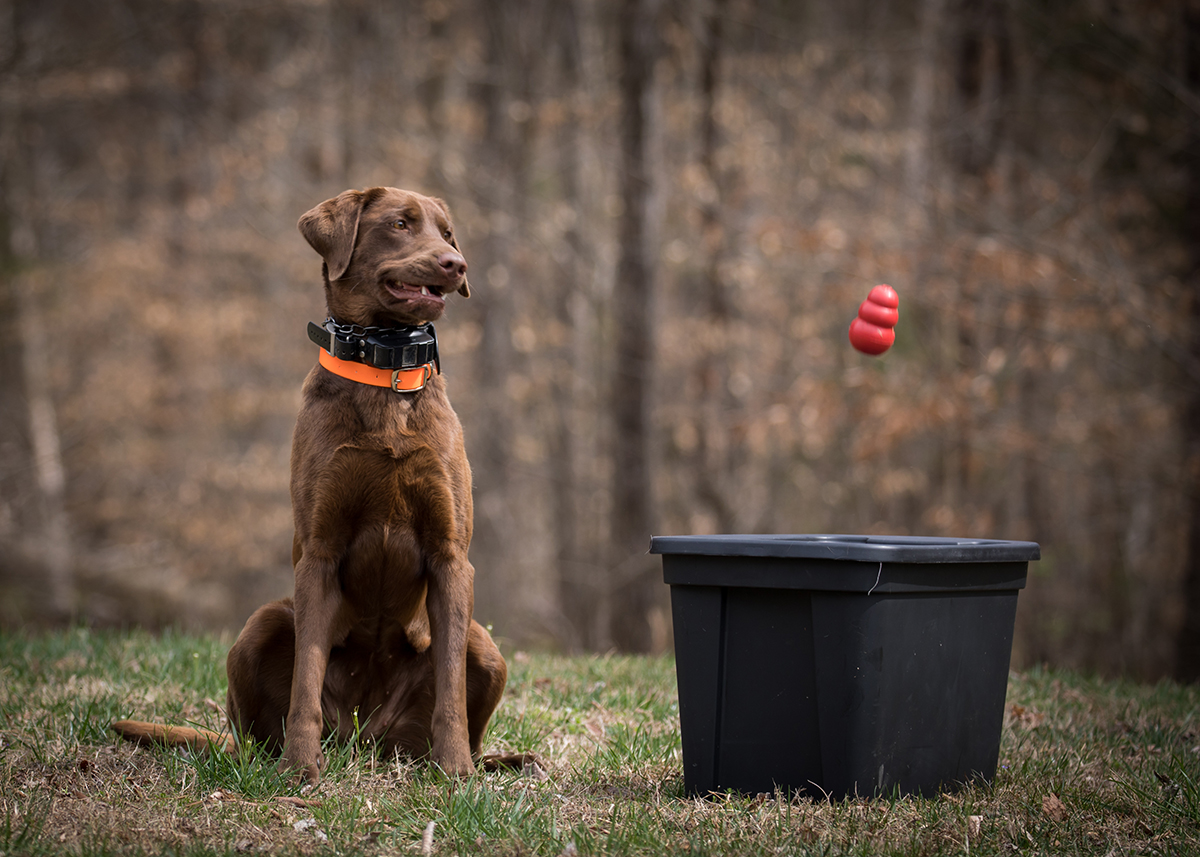 Reese has detected wildlife meat in the container and sat to alert her handler, so she's rewarded with a Kong toy being thrown for her.