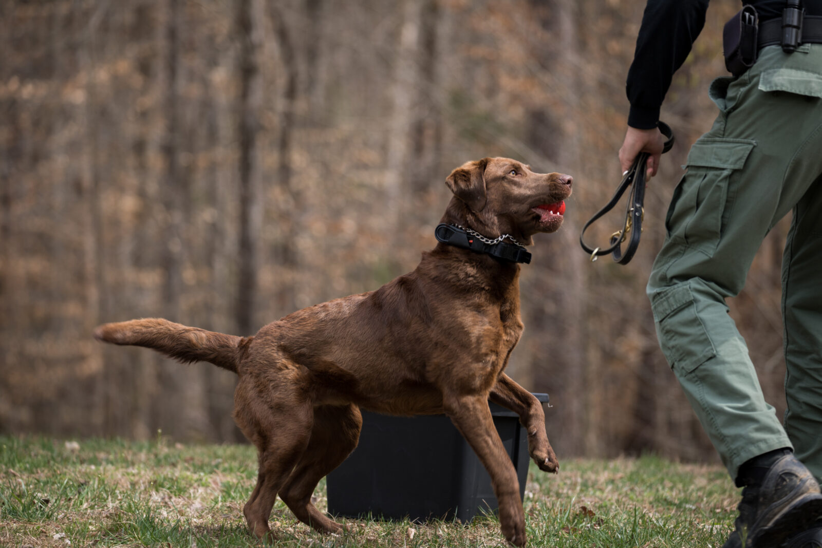 Bruno enjoys some play reward after a successful wildlife detection exercise.