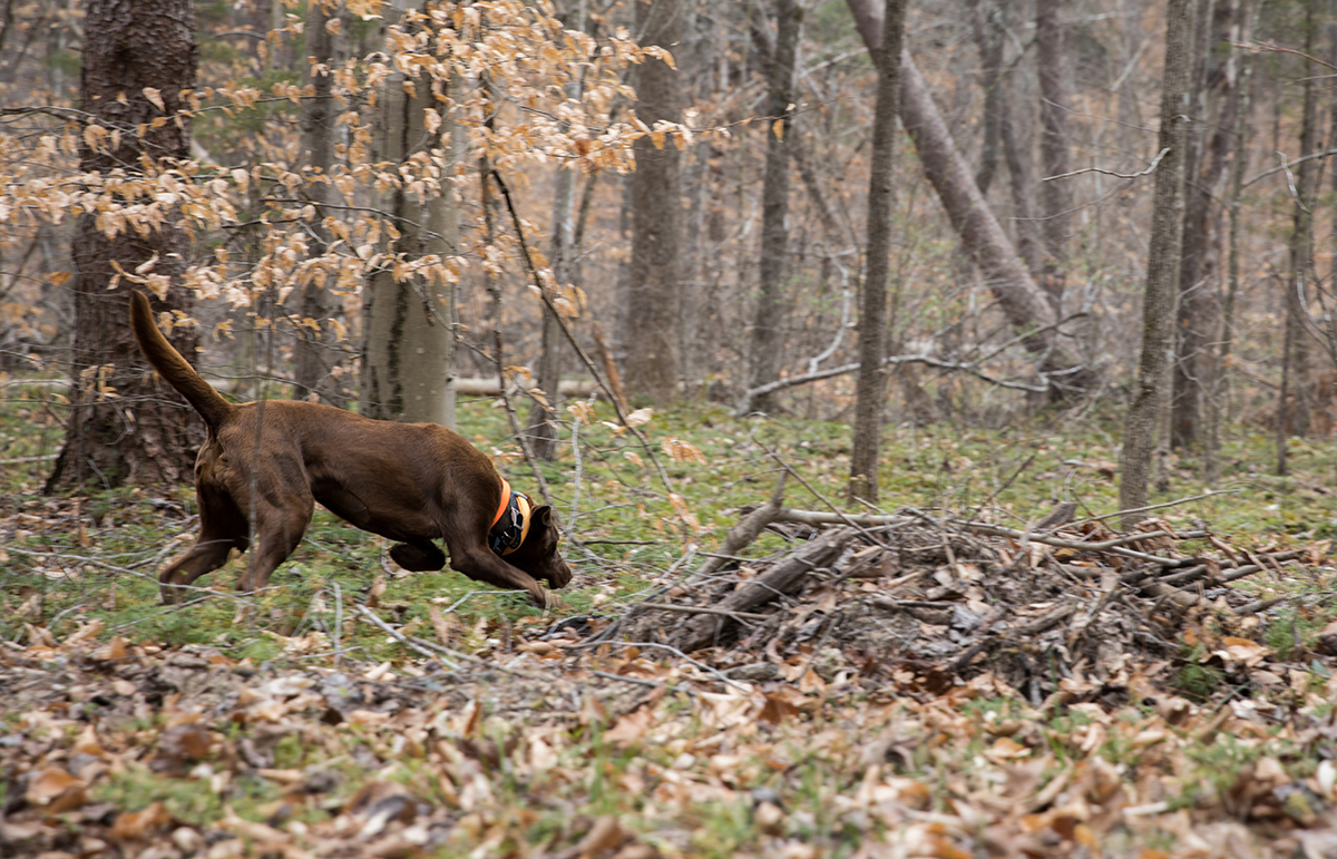 Reese finding a gun hidden in a pile of sticks and leaves.