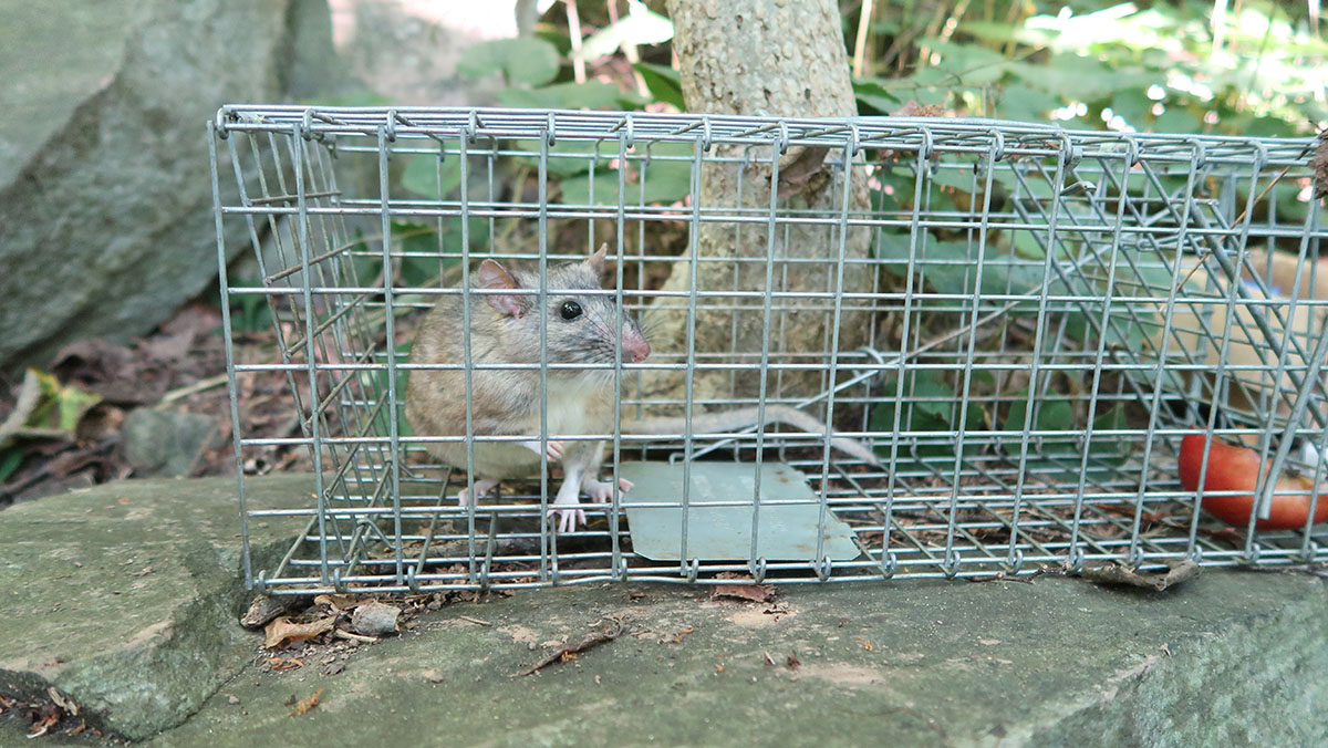 A woodrat inside a trap; the food that lured him in is also visible, it is a tomato