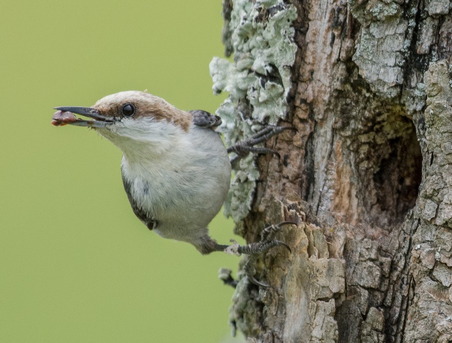 An image of a brown headed nuthatch
