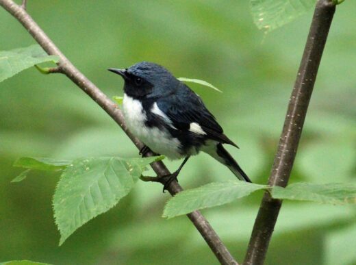 An image of a black throated blue warbler on a branch
