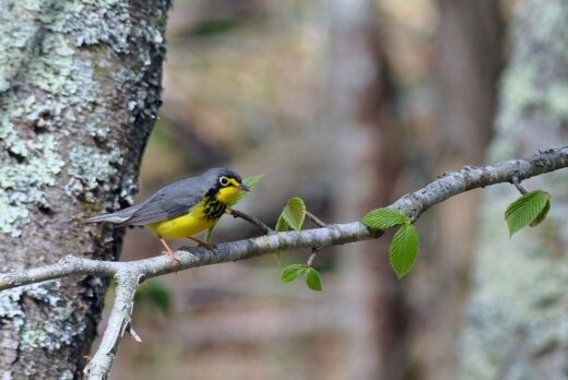 An image of a Canada warbler on a branch
