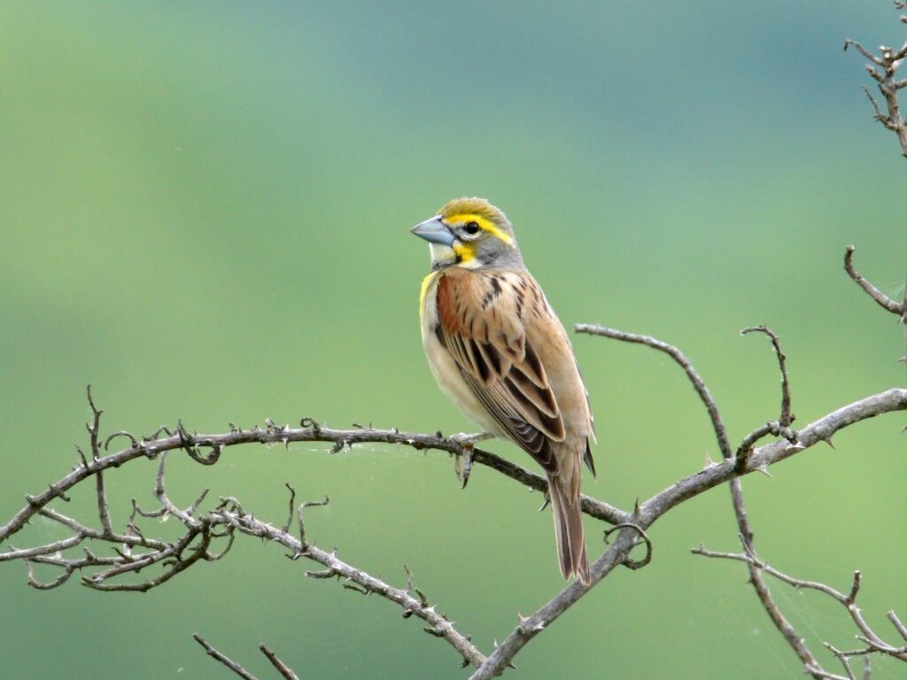 An image of a singing dickcissel on a branch