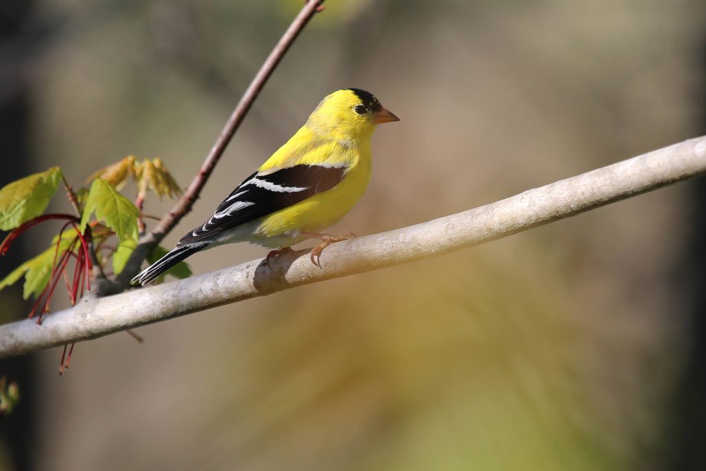 An American goldfinch on a branch