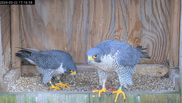 An image of the peregrine falcons performing an incubation exchange on the 22nd of March