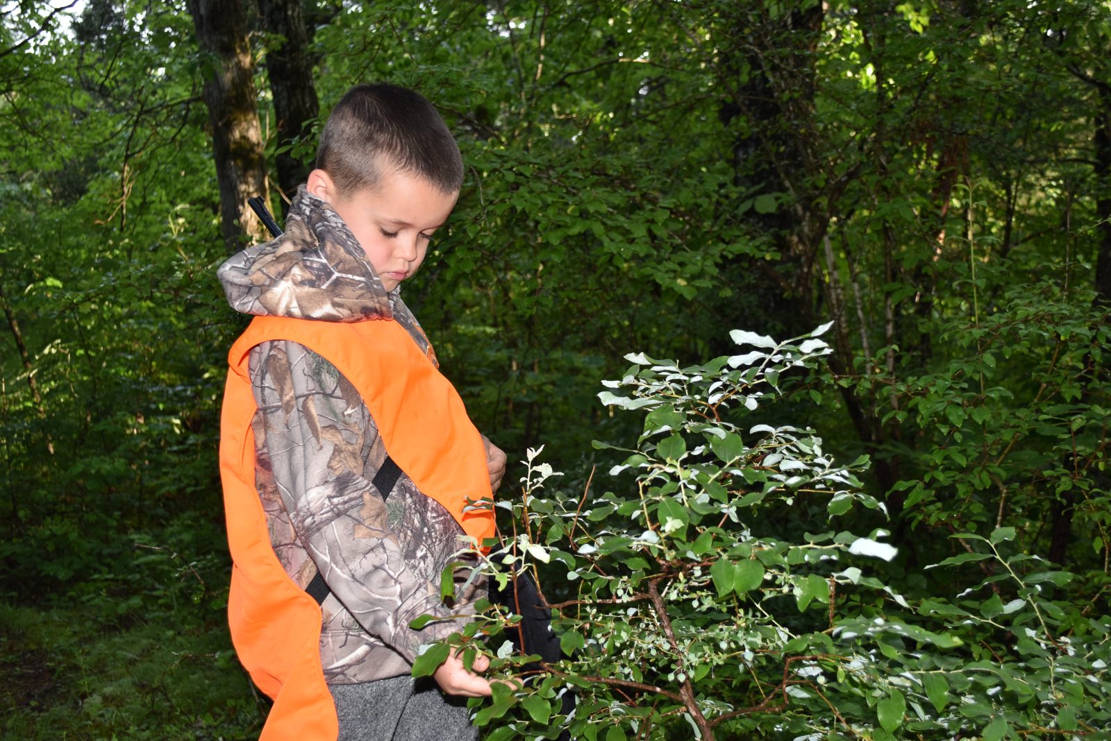 An image of a child in a camouflage jacket and orange visibility vest looking at a berry laden bush
