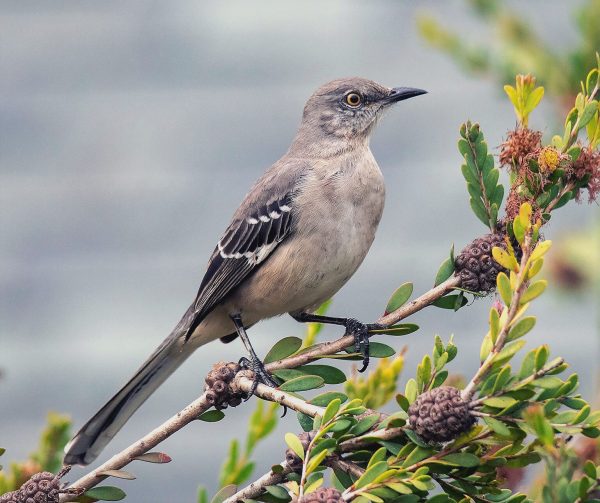 An image of a northern mockingbird; a grey bird with darker wings and a lighter belly