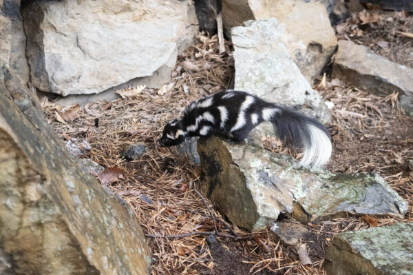 An eastern spotted skunk in rocky habitat.