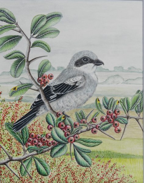 Loggerhead Shrike artwork by Virginia Cannici. This winner of the DWR's Restore the Wild art contest will be used to promote the Restore the Wild initiative and raise awareness of Loggerhead Shrike.