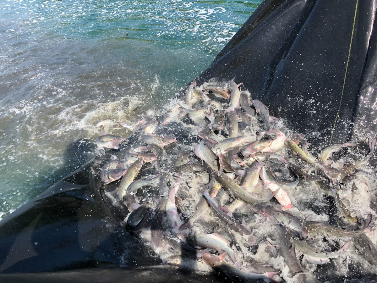 Stocking Channel Catfish for FishLocalVA Destinations