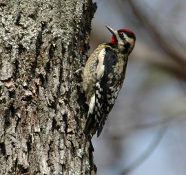 A yellow bellied sapsucker in a tree