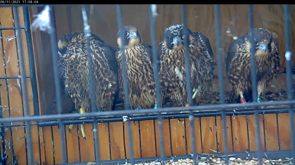 47/AU, aka 'Red', can be seen on the right perched with his siblings atop the lip of the nest box.