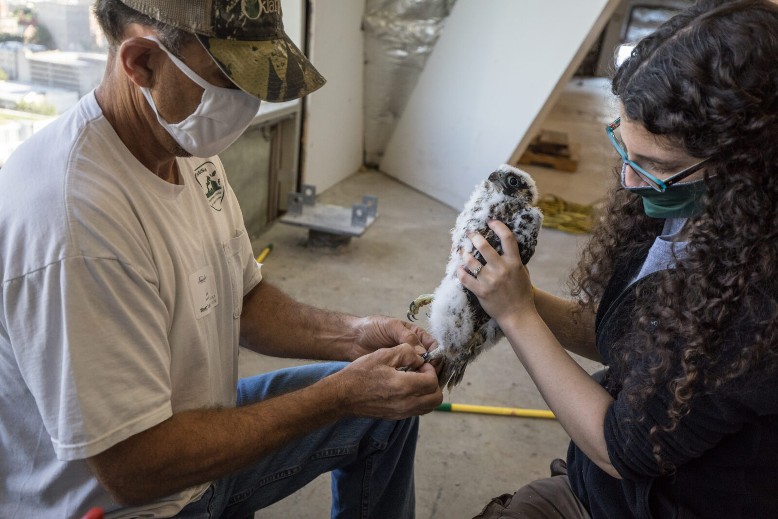 Biologists equipping the black over green field-readable band on the female chick's leg