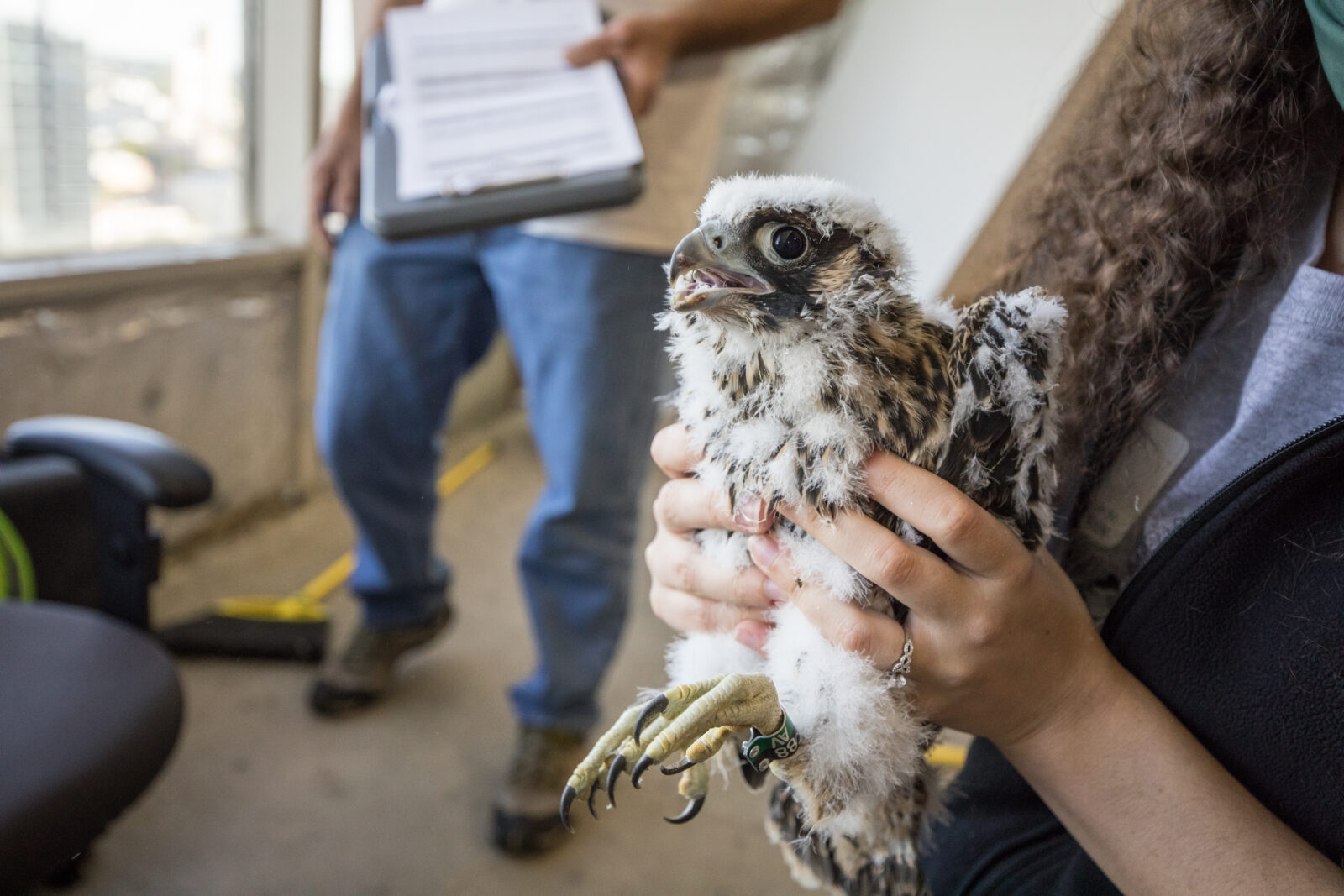 The falcon chick can now be identified by onlookers with the 88/AV band on its left leg.