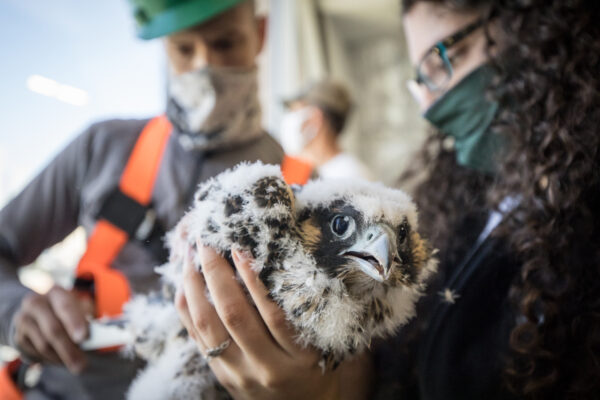 Falcon chick with leg band being held by person banding them