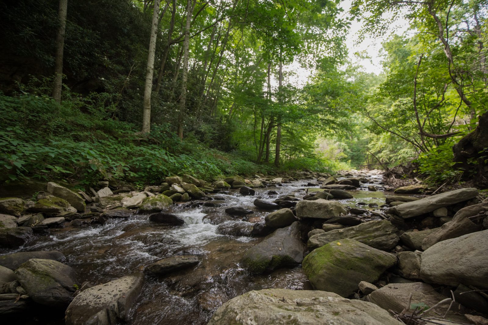 Mossy Creek  Virginia DWR