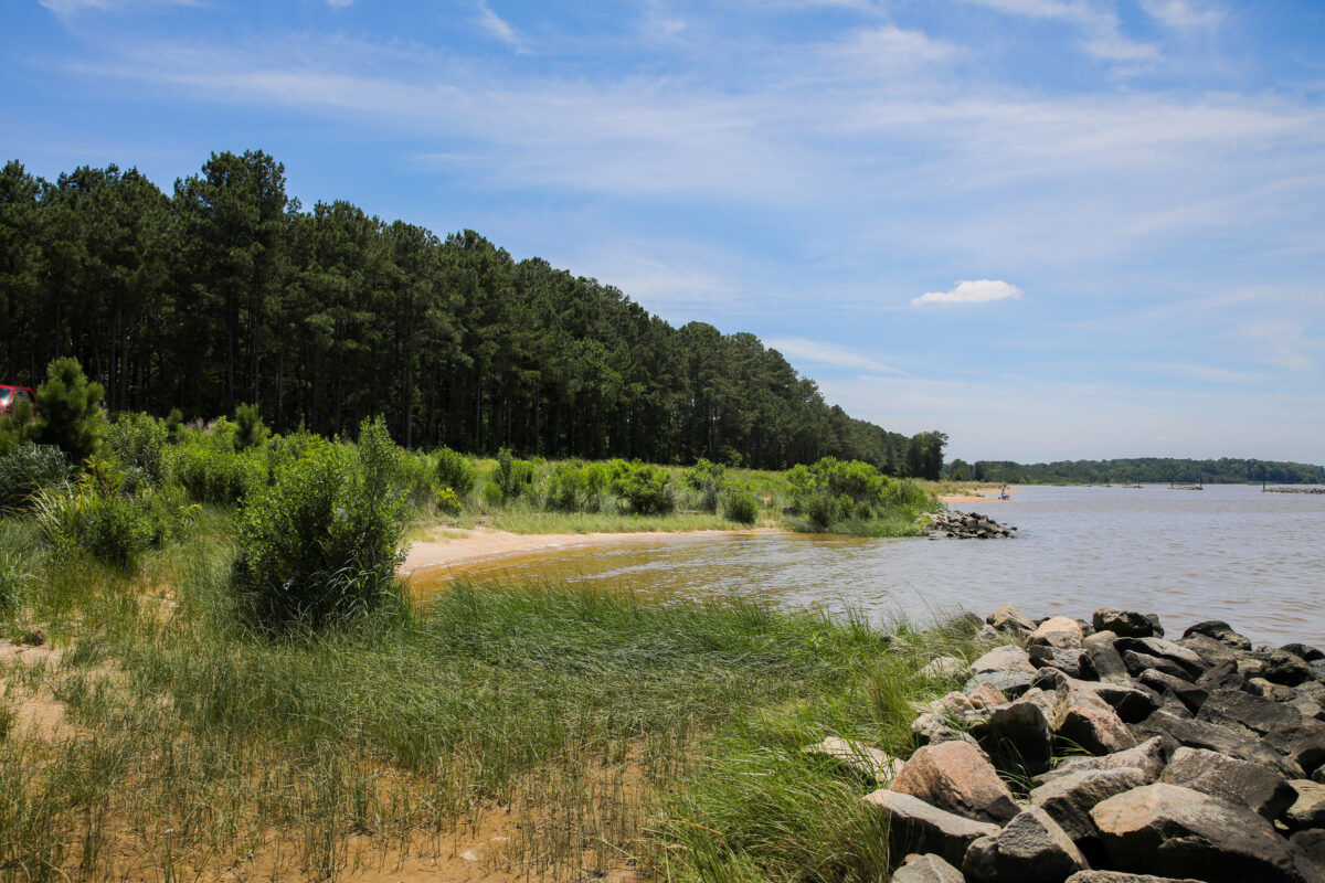 An image of a marshy beach with frees and rocks and grass along the shoreline this is a section of Hog Island WMA