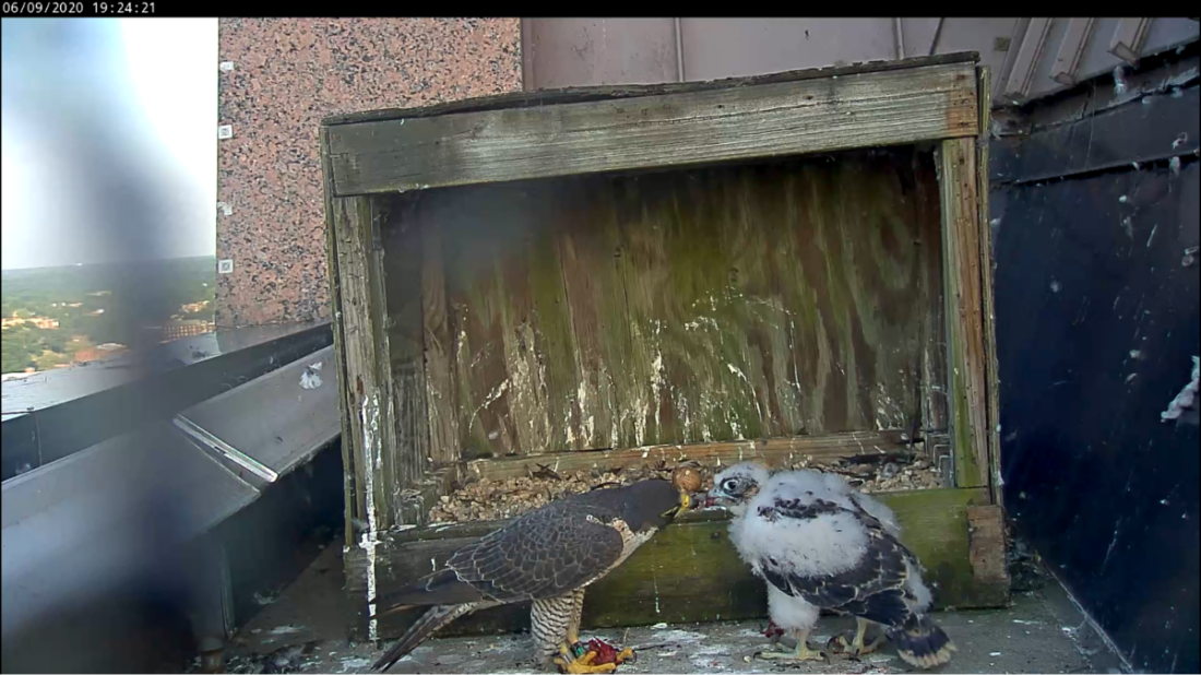 Adult female and her four week old chick sharing a meal outside of the nest box 