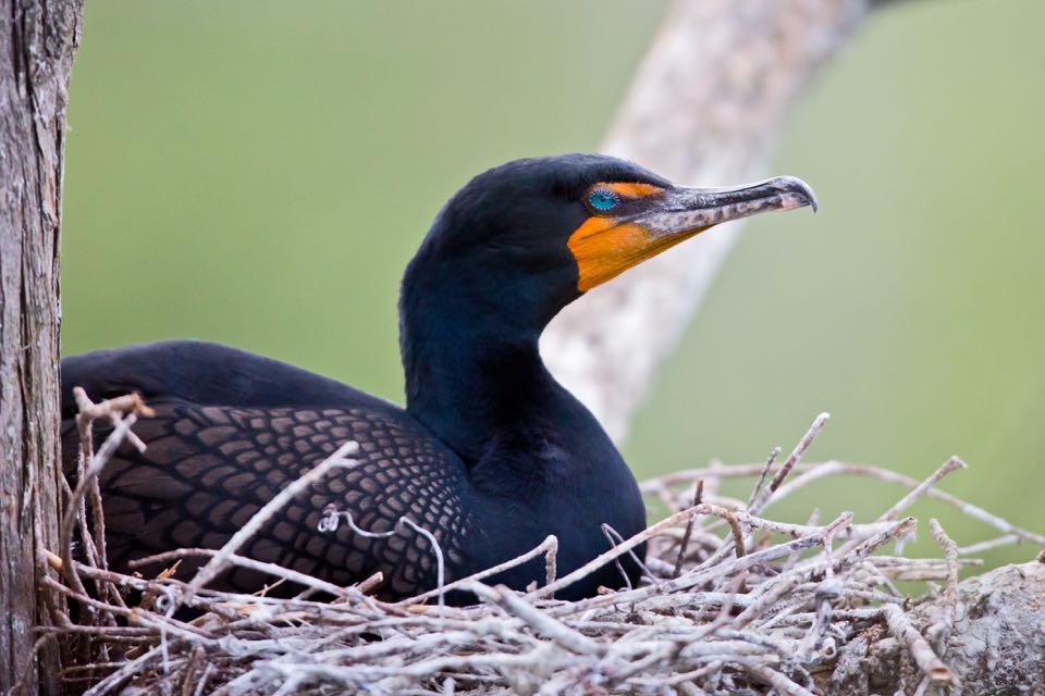 Double-crested Cormorant on nest