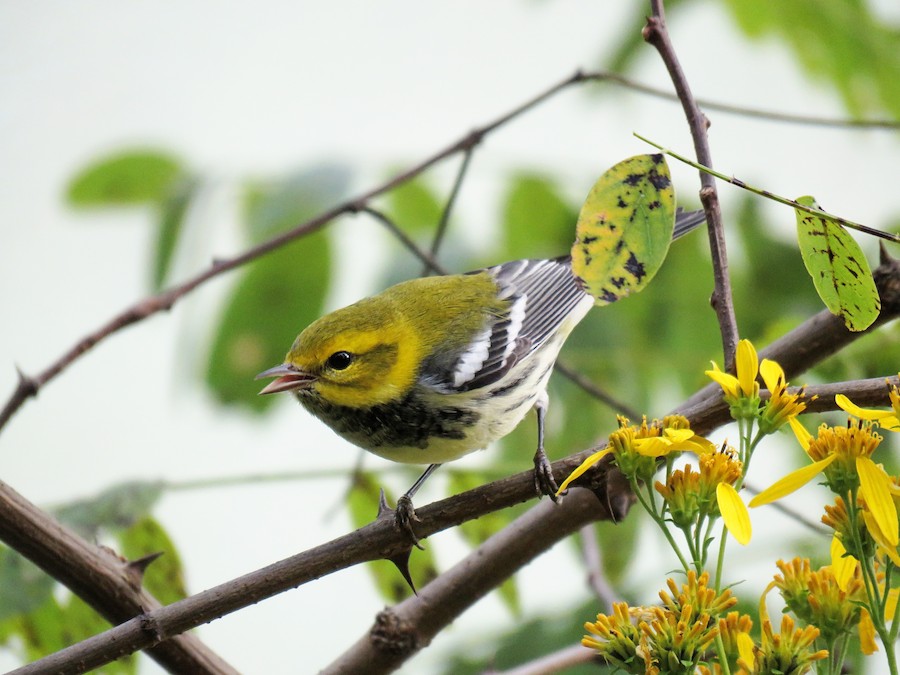 An image of a black throated green warbler on a tree