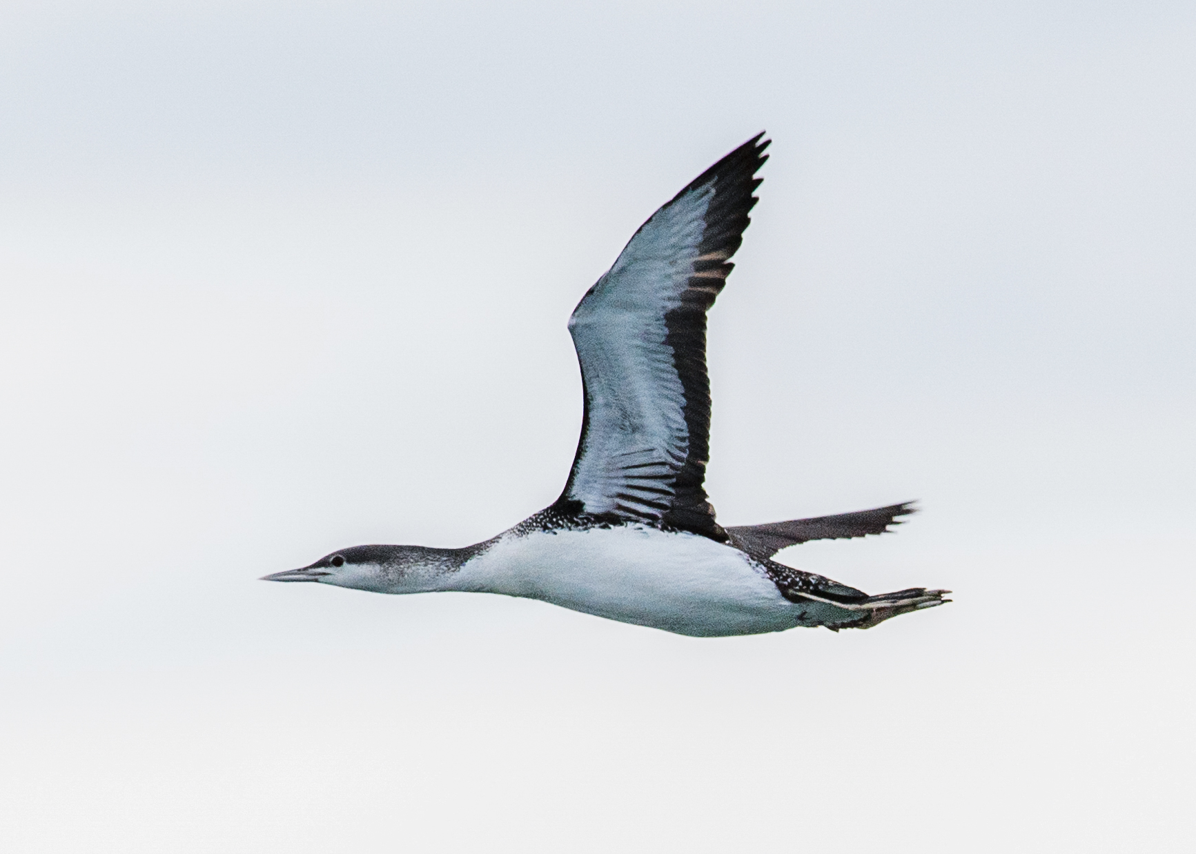 A photo of a red-throated loon, a black-and-white seabird, in flight with wings outstretched against a gray sky.