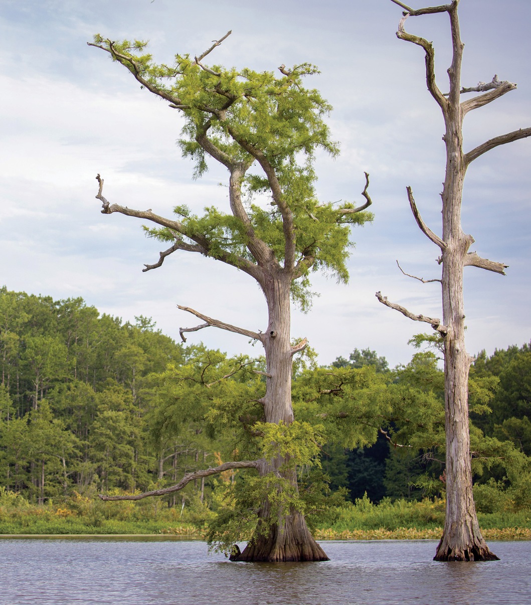 An image of an unhealthy wetland tree submerged in water