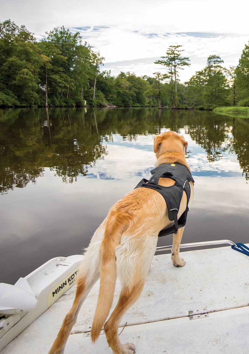An image of a yellow lab named Finn who is a Detection dog which tests the air for nutria in the Chickahominy