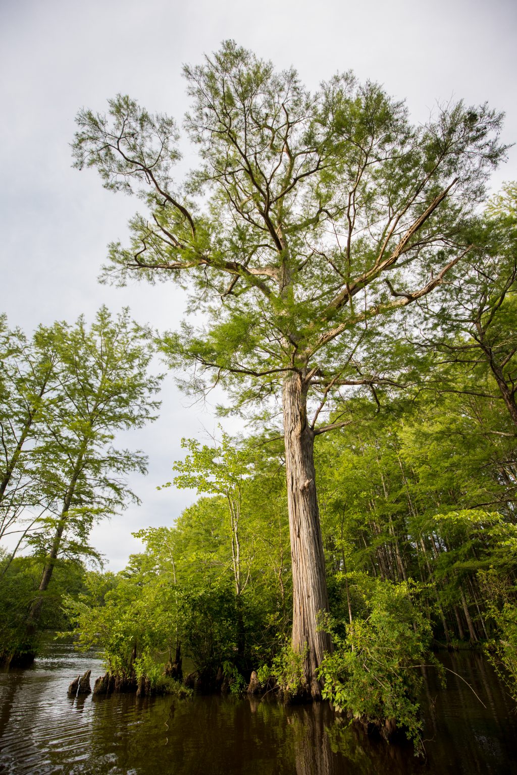 Game Farm Marsh Virginia DWR