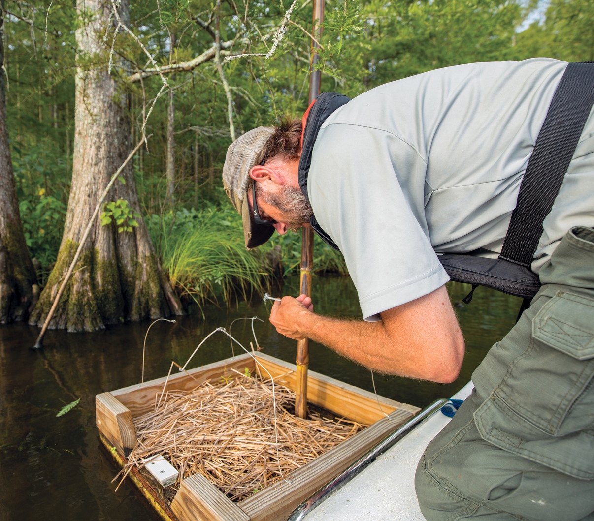 A biologist checking a wooden platform covered in hay (a nutria detection platform) for hair samples