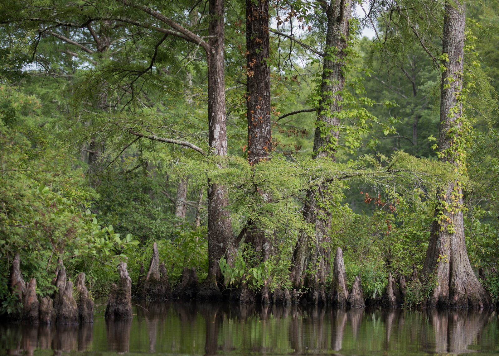 Game Farm Marsh Virginia DWR