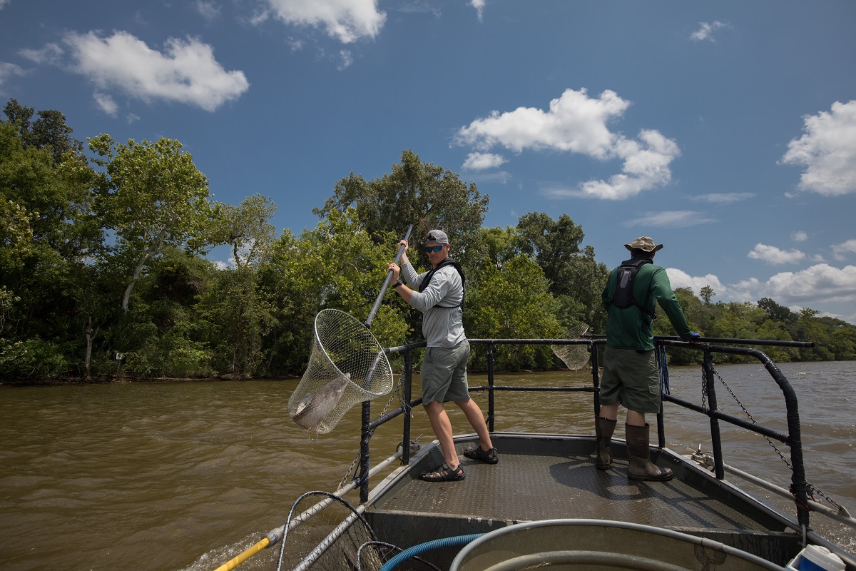 Blue Catfish Virginia DWR