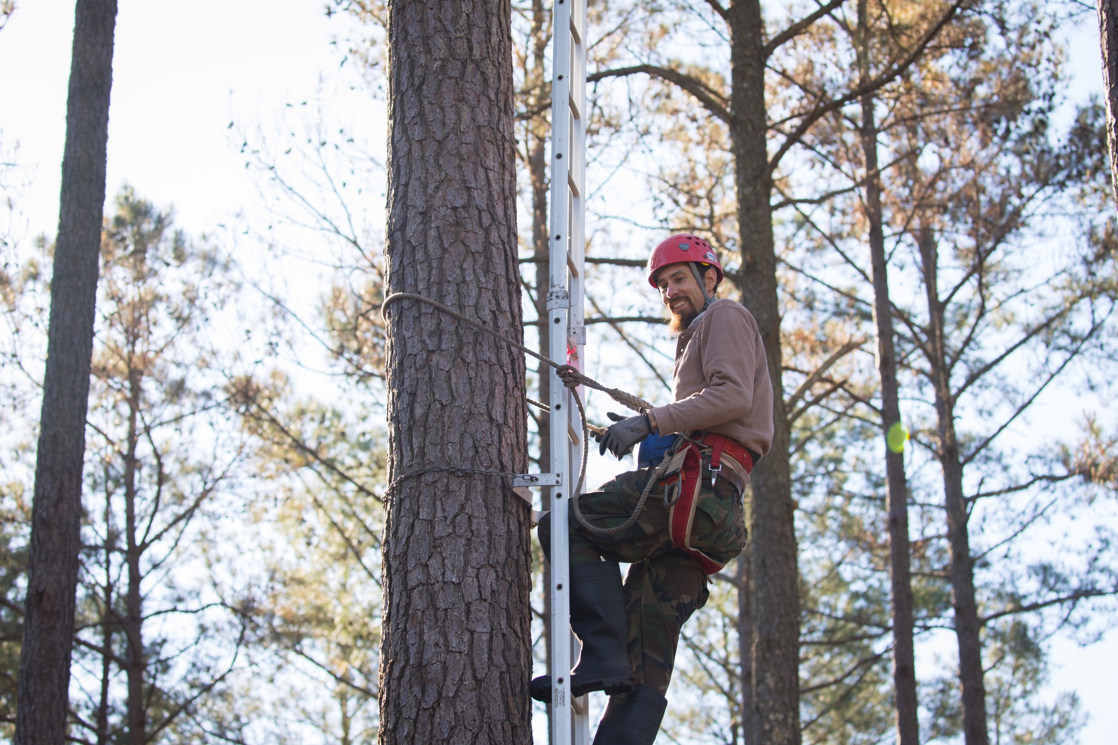 An image of a man climbing a tree with a ladder and harness system