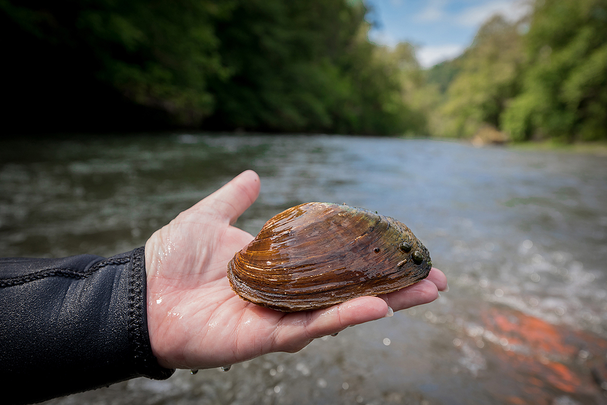 An image of a person holding a large freshwater mussel which is the size of their hand; that was found in the river pictured behind them.