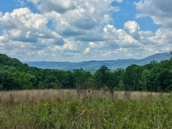 An image of a mature meadow with trees in the background and behind them in the distance mountains are visible; this is a meadow found within Goshen WMA