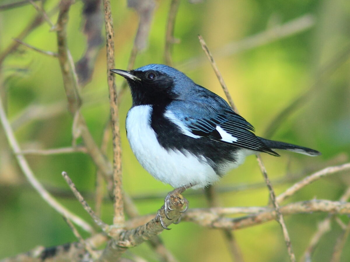 An image of a Male Black-throated Blue Warbler this bird is white with a blue back, wings and crown; which has a large black perimeter that covers the underside of it's wings and the bird's face