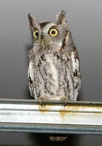 An image of an eastern screech owl on a metal perch