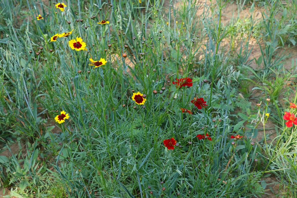 Coreopsis tinctoria and oats growing in the quail-friendly wildlife corridor.