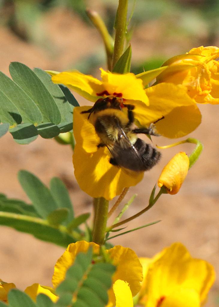 A bee drinking nectar from a yellow flower