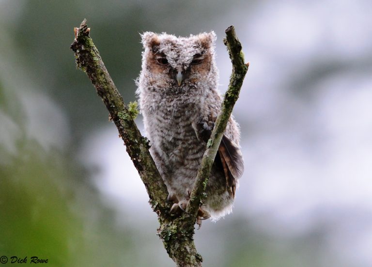 A fledgling Eastern Screech Owl sitting in a tree fork