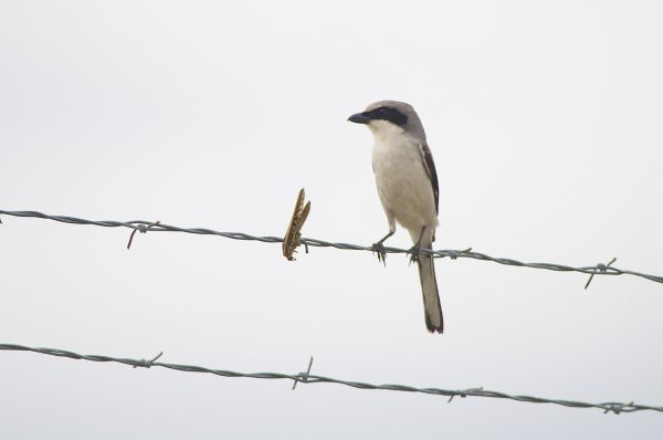 An image of a loggerhead shrike and it's newly barbed wire impaled moth