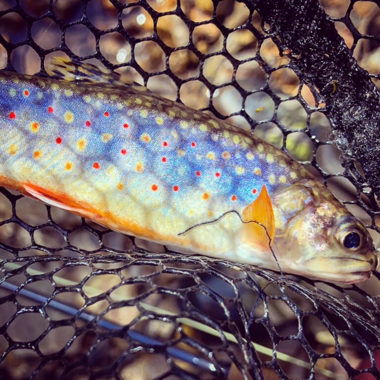 Fishing Virginia’s Wild Brook Trout Virginia DWR