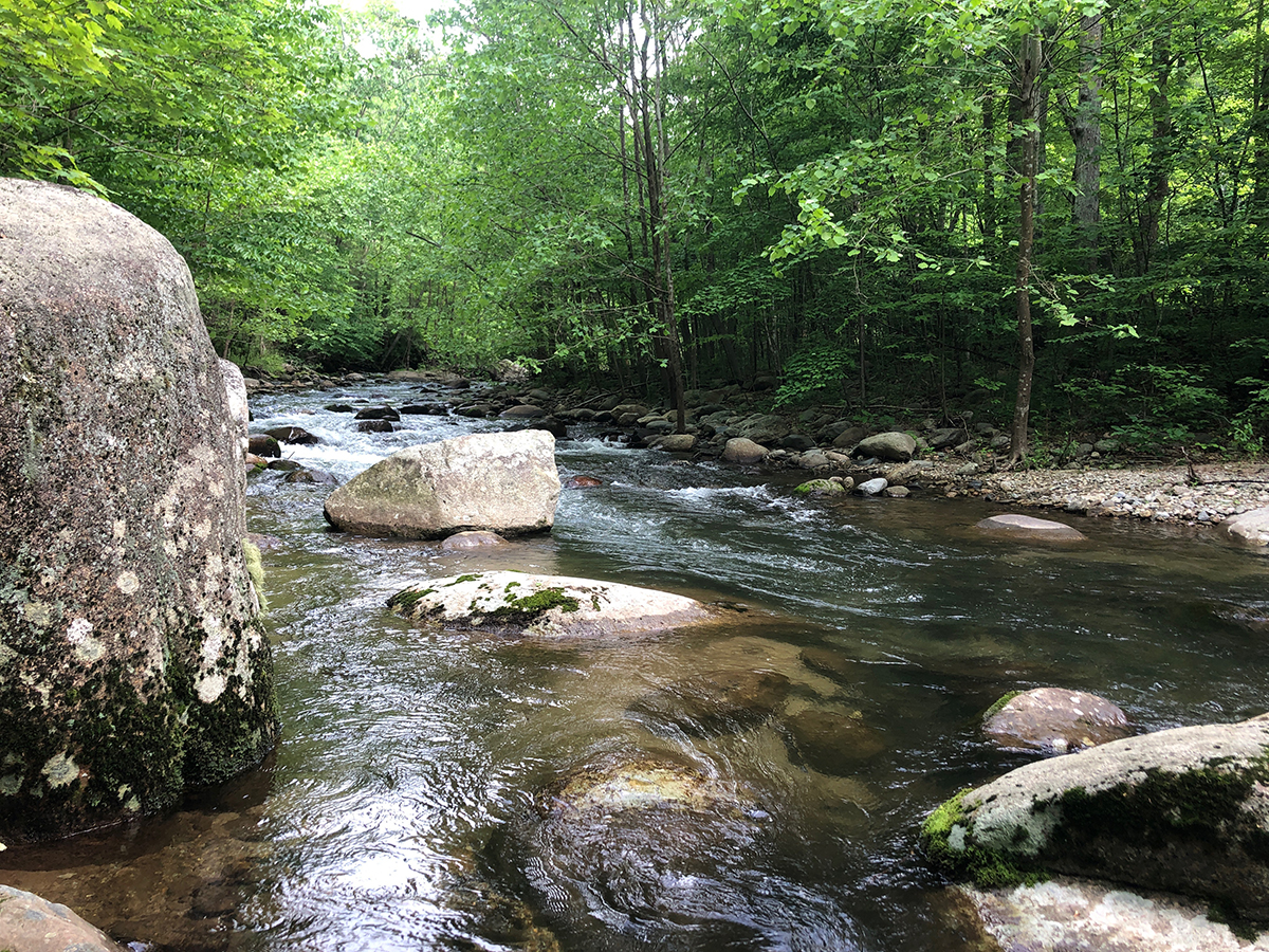 A rock-filled river bounded by green foliage.