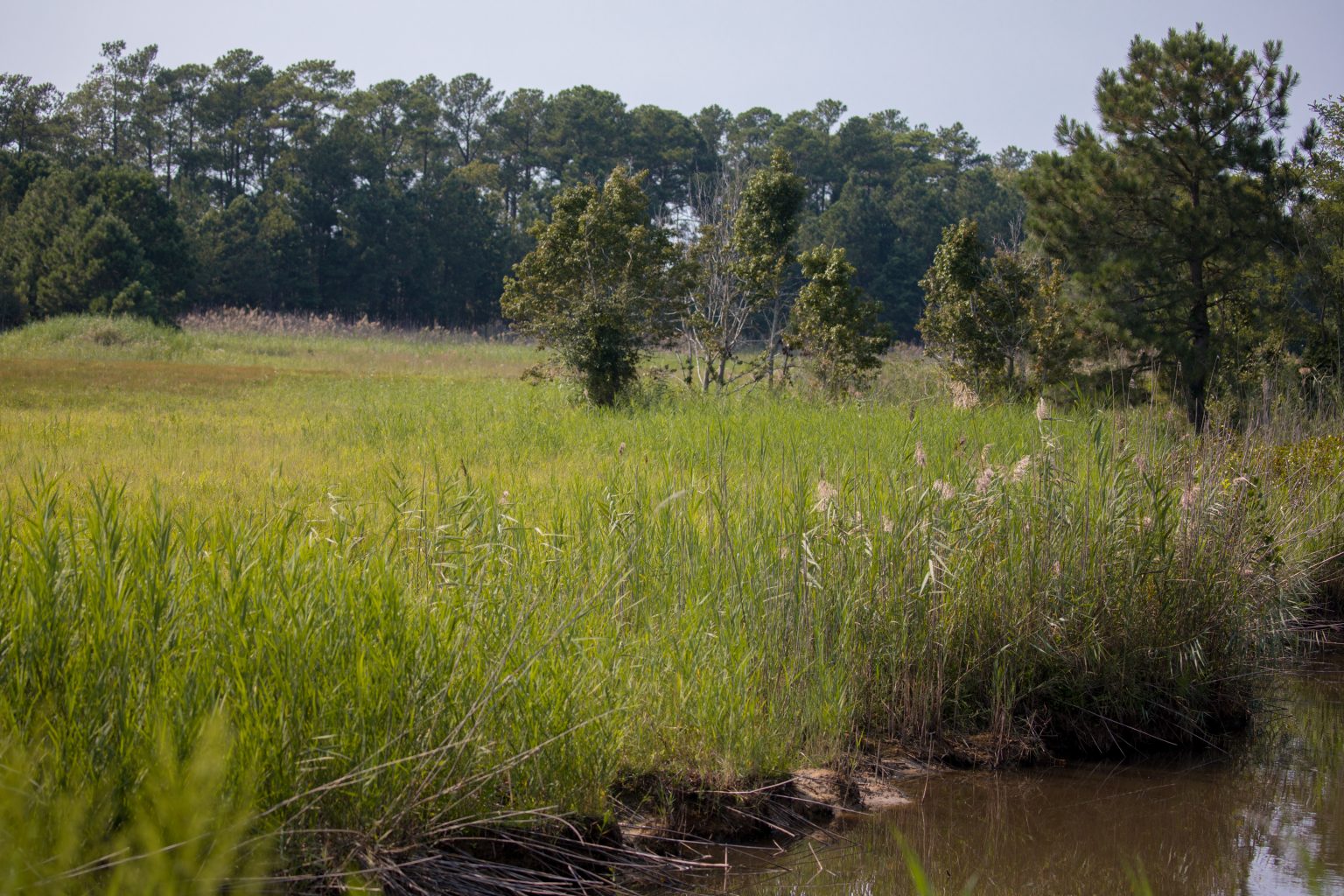 Doe Creek Virginia DWR