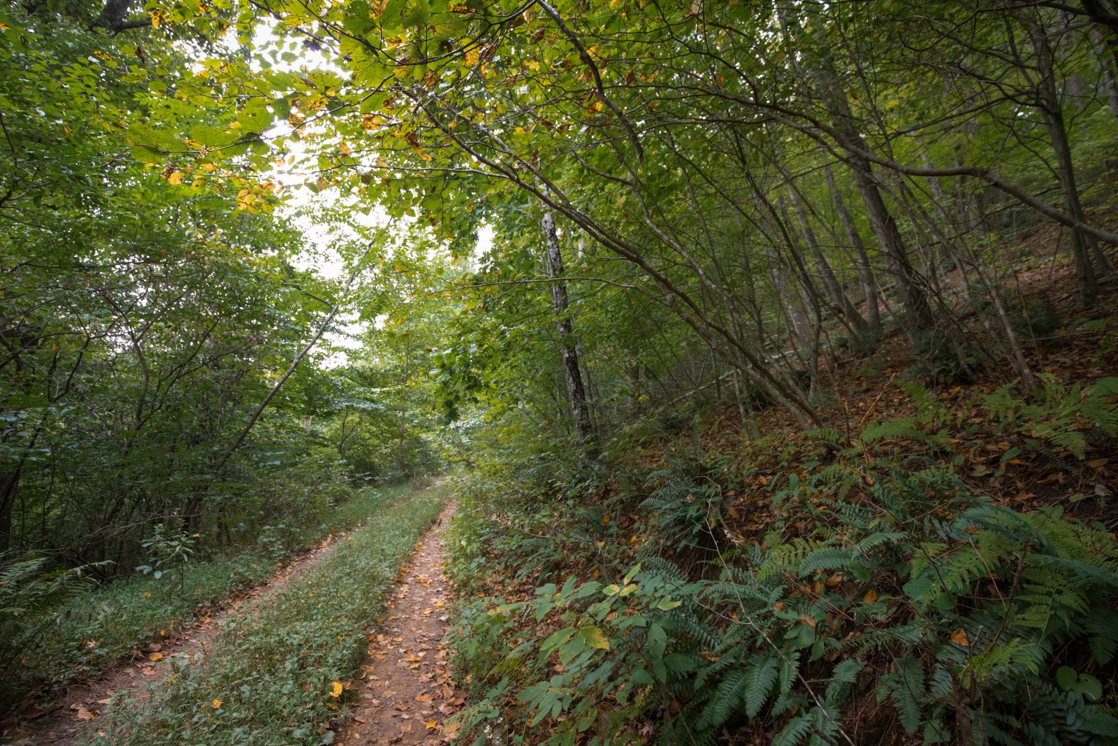 A dirt road leading into the area