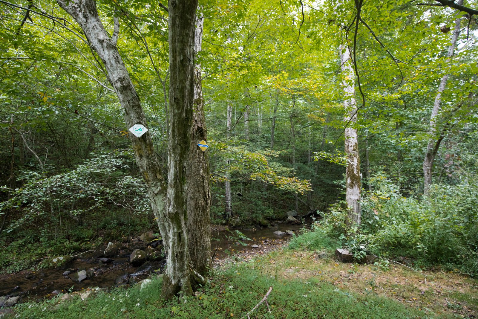 Trees displaying placards